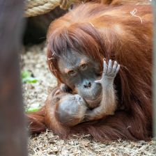 Orangutaní matka Diri se svým mládětem