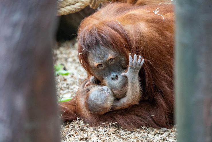 zobrazit detail snímku: Orangutaní matka Diri se svým mládětem