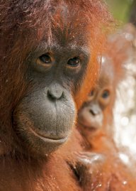 Pohled do světa orangutanů na Borneu: Na třetím největším ostrově světa – Borneu…