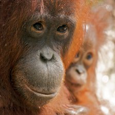 Portrét orangutaní matky