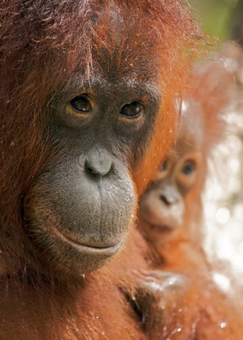 Portrét orangutaní matky - klikněte pro zobrazení detailu