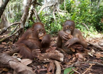 Malí orangutani - klikněte pro zobrazení detailu