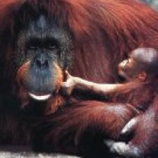 Orangutan