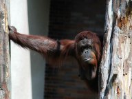 Orangutan