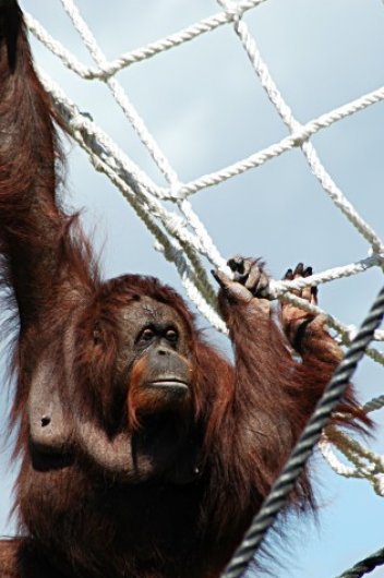 Orangutan - klikněte pro zobrazení detailu