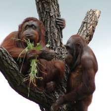 orangutani