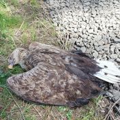 Další zmařené hnízdění orlů mořských, podezření padá na otravu