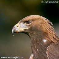Orel skalní - Aguila chrysaetos: Majestátný kriticky ohrožený pták.