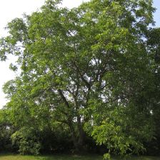 Ořešák královský - strom