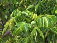 Ořešák královský – Juglans regia: Termín Juglans pochází z latinského Jovis glans…