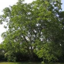 Ořešák královský - strom