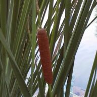Orobinec úzkolistý - Typha angustifolia: Vodní bylina podobná  svým tvarem rákosu…