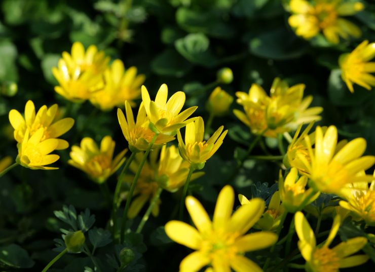 zobrazit detail snímku: Orsej jarní (Ficaria verna).