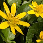 Orsej jarní - jedovatá žlutá kráska, která oživuje jarní přírodu