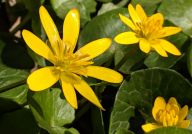 Orsej jarní - jedovatá žlutá kráska, která oživuje jarní přírodu: Chcete se dozvědět něco zajímavého o krásné…