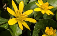 Orsej jarní - jedovatá žlutá kráska, která oživuje jarní přírodu