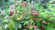 Ostružiník maliník - Maliník obecný -  Rubus idaeus: Tento keř rostoucí v lesích a na stráních je…