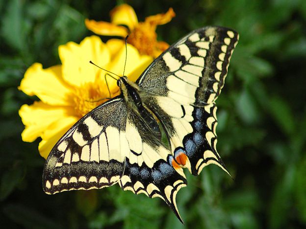 stáhnout tapetu: Otakárek fenyklový