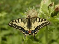 Otakárek fenyklový - Papilio machaon: Tento u nás poměrně vzácný motýl se svojí…