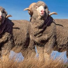 Ovce merino