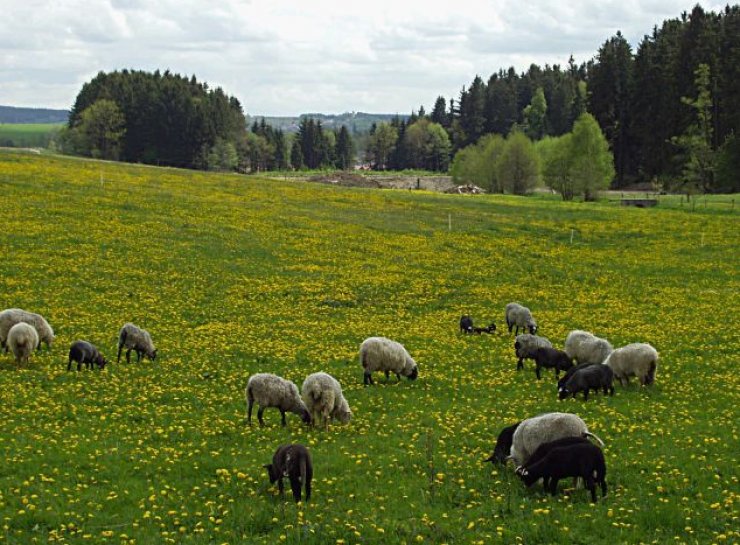 zobrazit detail snímku: Ovce