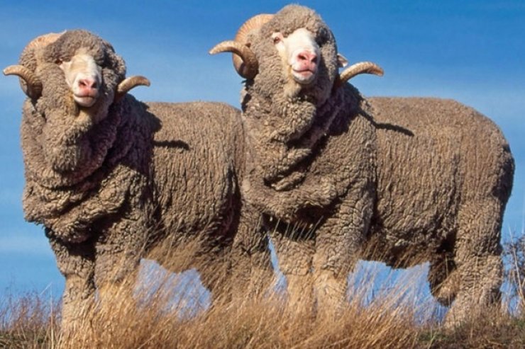 zobrazit detail snímku: Ovce merino
