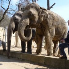 Slonice v pražské Zoo, které čeká stěhování, s dvojicí chovatelů. 