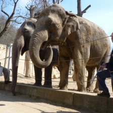Slonice v pražské Zoo, které čeká stěhování, s dvojicí chovatelů. 