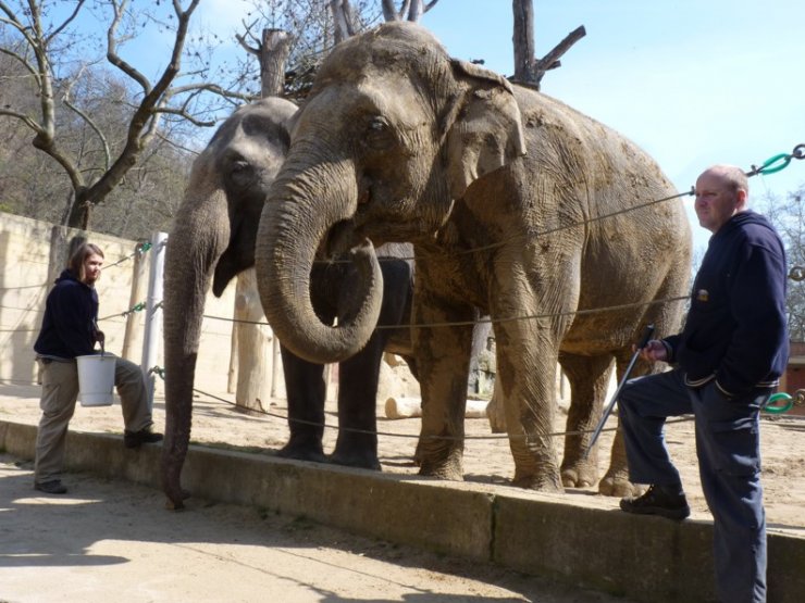 zobrazit detail snímku: Slonice v pražské Zoo, které čeká stěhování, s dvojicí chovatelů. 