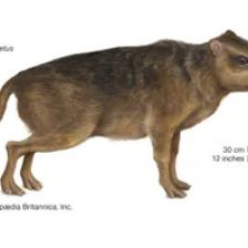 Pakicetus