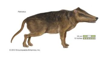 Pakicetus - klikněte pro zobrazení detailu