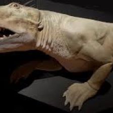 Ambulocetus
