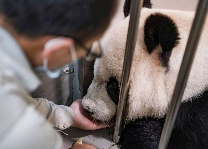 Panda s ošetřovatelem. - klikněte pro zobrazení detailu