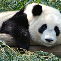 Panda velká - klikněte pro zobrazení detailu