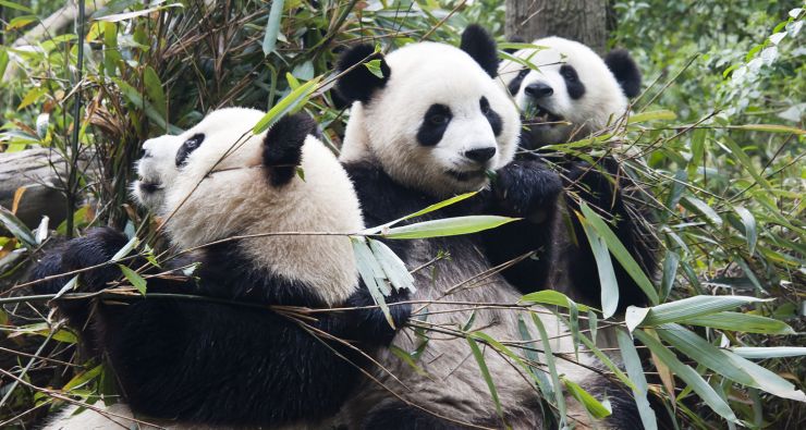 zobrazit detail snímku: Panda velká