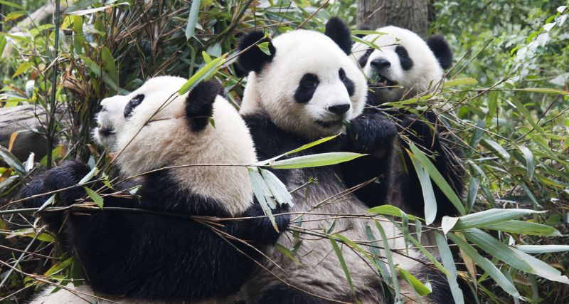 Panda velká - klikněte pro zobrazení detailu