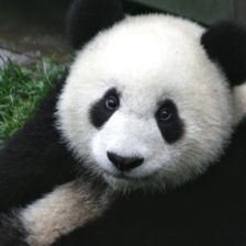 Panda velká
