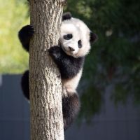 Panda velká - klikněte pro zobrazení detailu