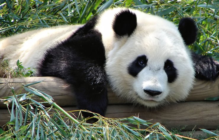 zobrazit detail snímku: Panda velká