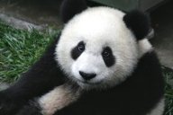 Panda nepatří Číně, ale Tibetu: Divná doba. Od konce vlády komunistů uteklo už…