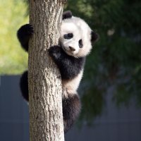 Panda velká - klikněte pro zobrazení detailu