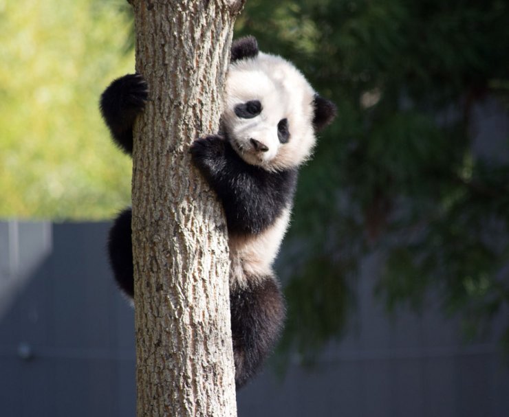 zobrazit detail snímku: Panda velká