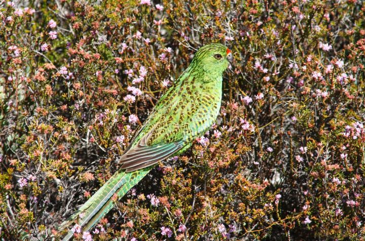Papoušek zemní západní (Pezoporus wallicus flaviventris) - klikněte pro zobrazení detailu