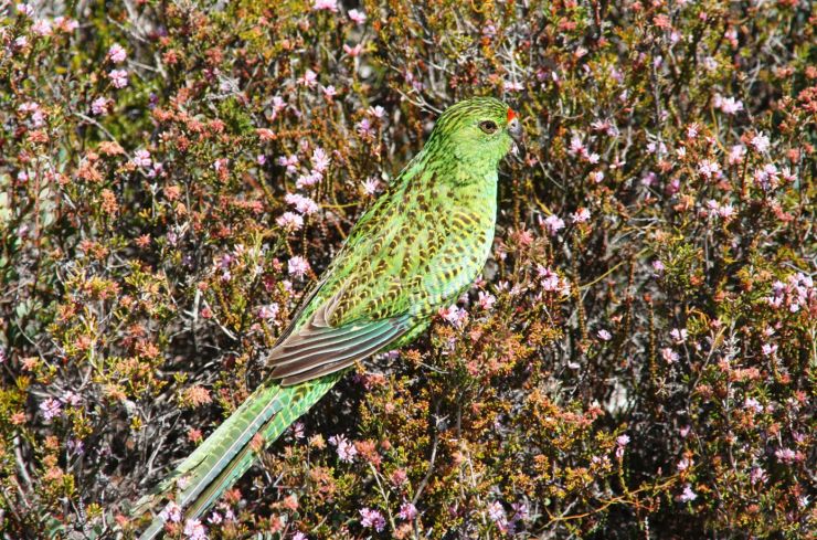 zobrazit detail snímku: Papoušek zemní západní (Pezoporus wallicus flaviventris)