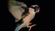 Vědci uskutečnili bizarní experiment, při kterém nechali papouška létat skrz lasery: Odborníci ze Stanford University se rozhodli, že…