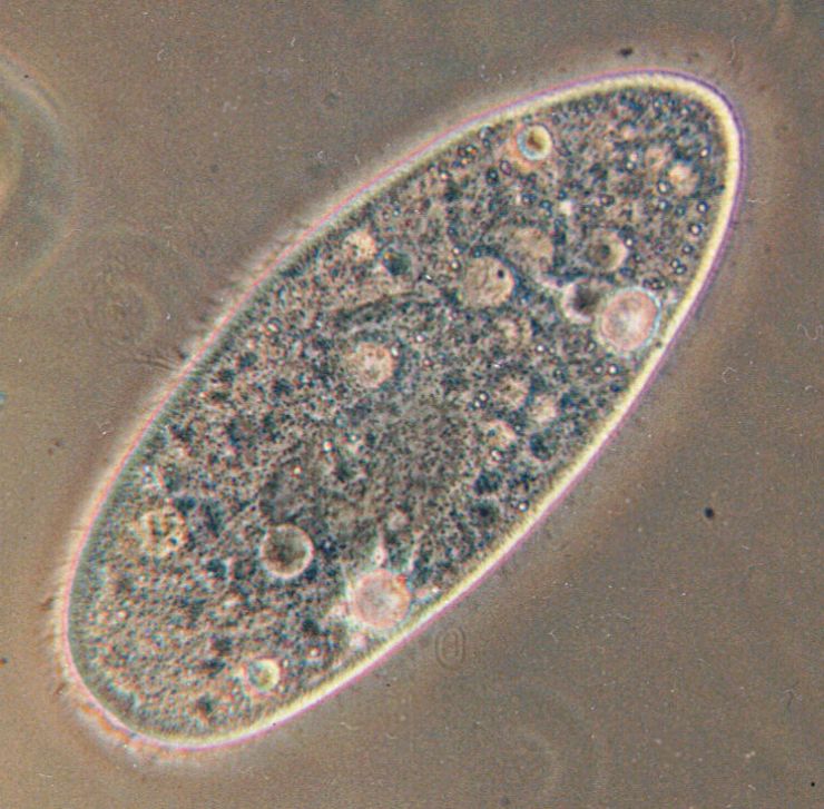 zobrazit detail snímku: Trepka - Paramecium aurelia
