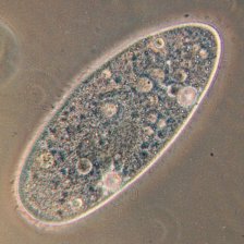 Trepka - Paramecium aurelia