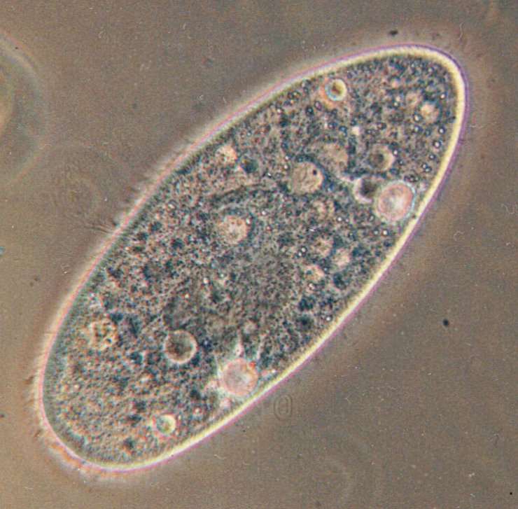 zobrazit detail snímku: Trepka - Paramecium aurelia