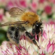 Domov místo náhodné restaurace - odhalte tajemství zahrady, která skutečně bzučí a plodí Domov místo náhodné restaurace - odhalte tajemství zahrady, která skutečně bzučí a plodí