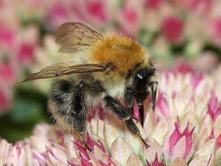 zobrazit detail snímku: Čmelák polní